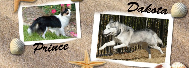 Companion breeds for huskies? - Page 3 Summer10