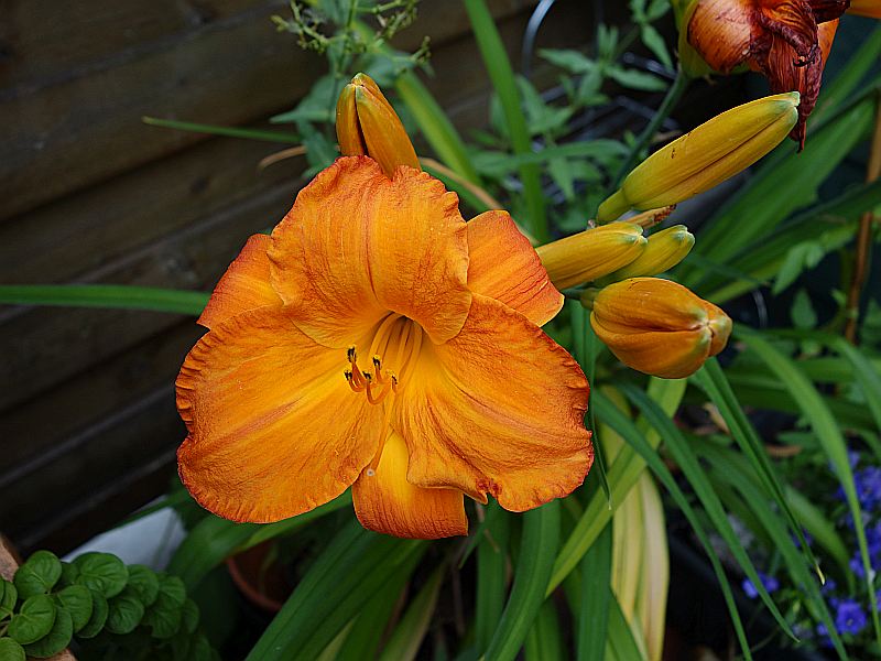 Hemerocallis - Taglilien - Schönheiten im Juni und Juli - Seite 7 Dsc06224