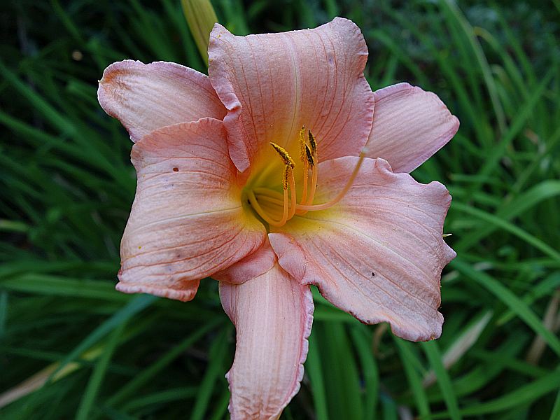Hemerocallis - Taglilien - Schönheiten im Juni und Juli - Seite 7 Dsc06227