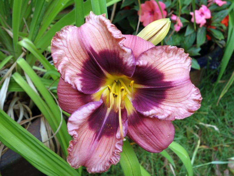 Hemerocallis - Taglilien - Schönheiten im Juni und Juli - Seite 7 Dsc06323