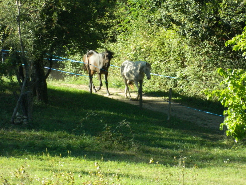 Nelly, Edoras et Ered Luin - Page 22 Dscn7412