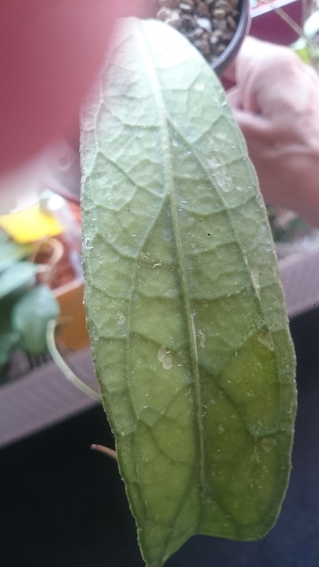 Hoya - Blätter  Fotos  Dsc_0438