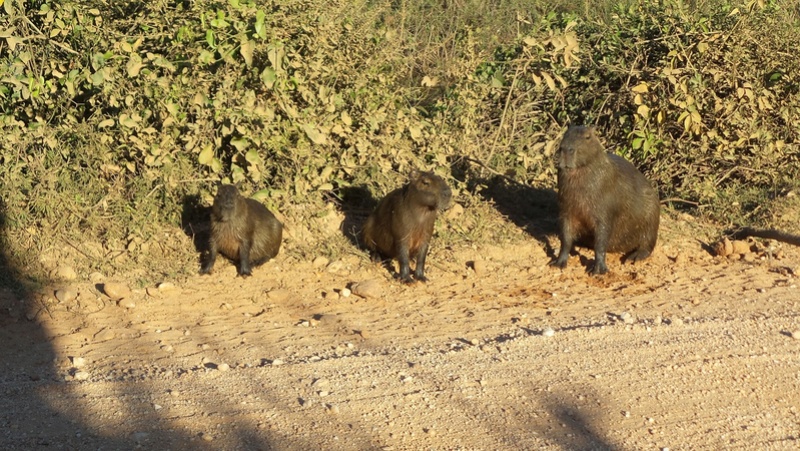  Le 22.06.2017 Le Pantanal Nord. 20170693