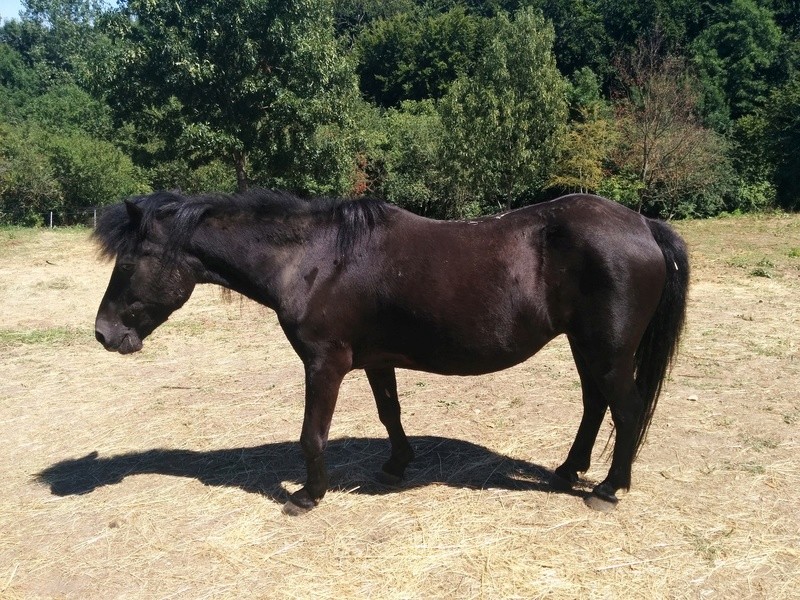CHARLIE - ONC poney née en 1999 - adoptée en janvier 2013 par mammiemitsou - Page 3 4_char11