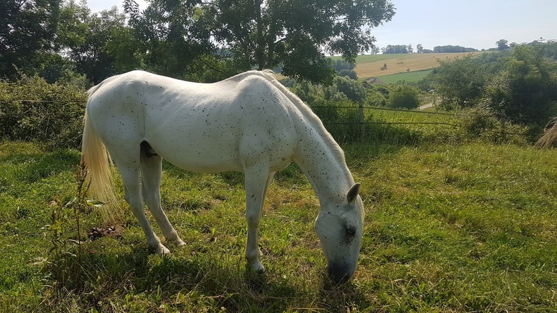 QUIKLY - Lippizan né en 2004 - adopté en mai 2011 par doucette Quickl24