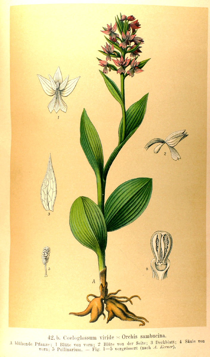 Orchidées d'Allemagne Suisse Autriche MAX SCHULZE 1894 Img_5710