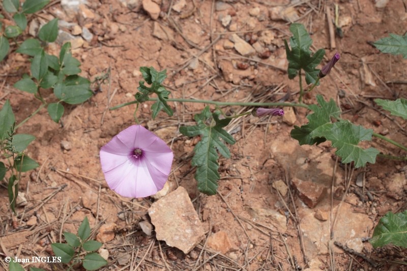 Identification fleurs du Var 17_80d30