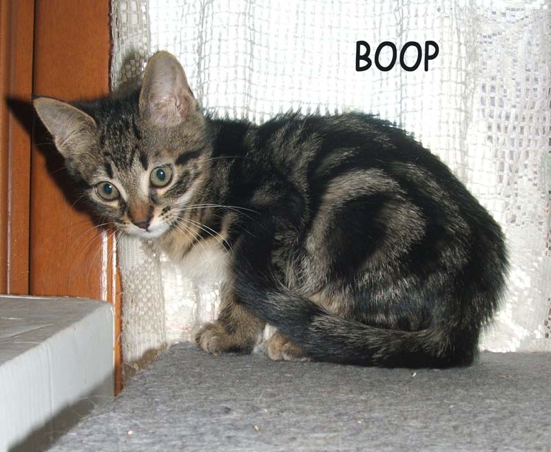 (Betty et)  Boop, tigrée ( ~15/5/17) Boop210