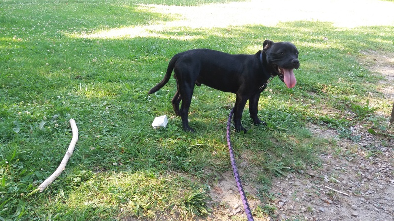 Evolution "physique" de vos chiens - Page 10 20170611