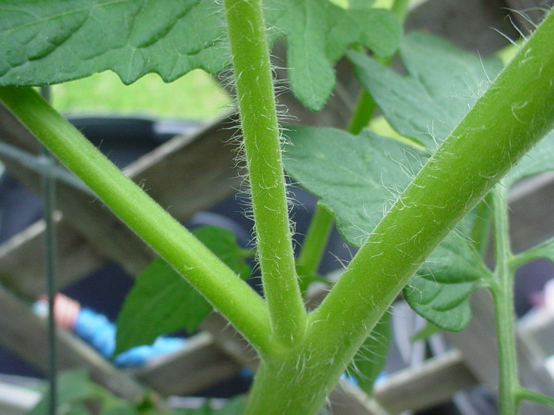 tomato plant tip Dsc04335