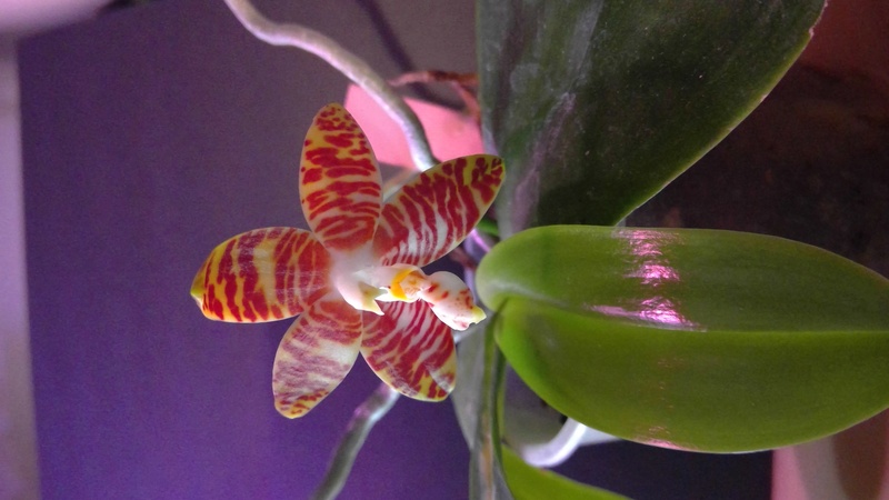 Phalaenopsis amboinensis f. flavida Win_2010