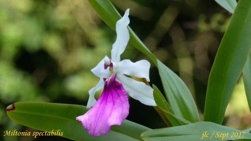 Miltonia spectabilis Milton11