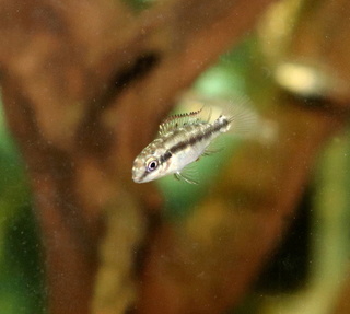 Amazon Frogbit (Limnobium laevigatum) Krib_f10