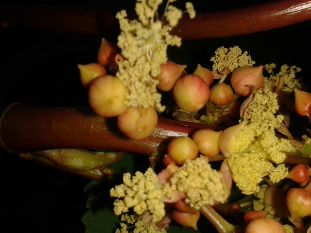 Planter du ricin ( ricinus communis ) 20170812