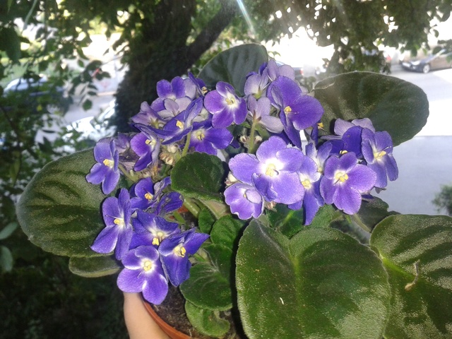 Les violettes africaines / violettes du cap(Saint Paulia). Entretien, espèces, des photos. Violet12