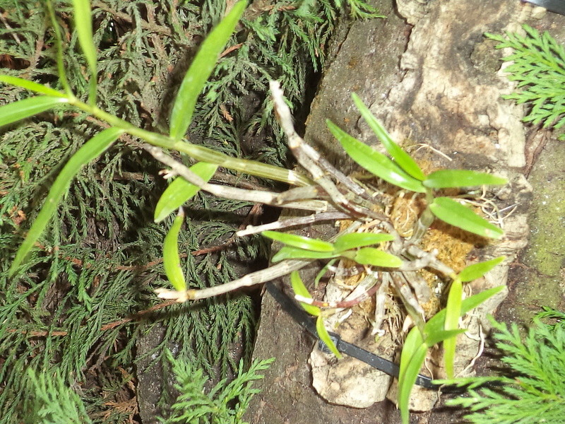 Dendrobium moniliforme Dsc02147