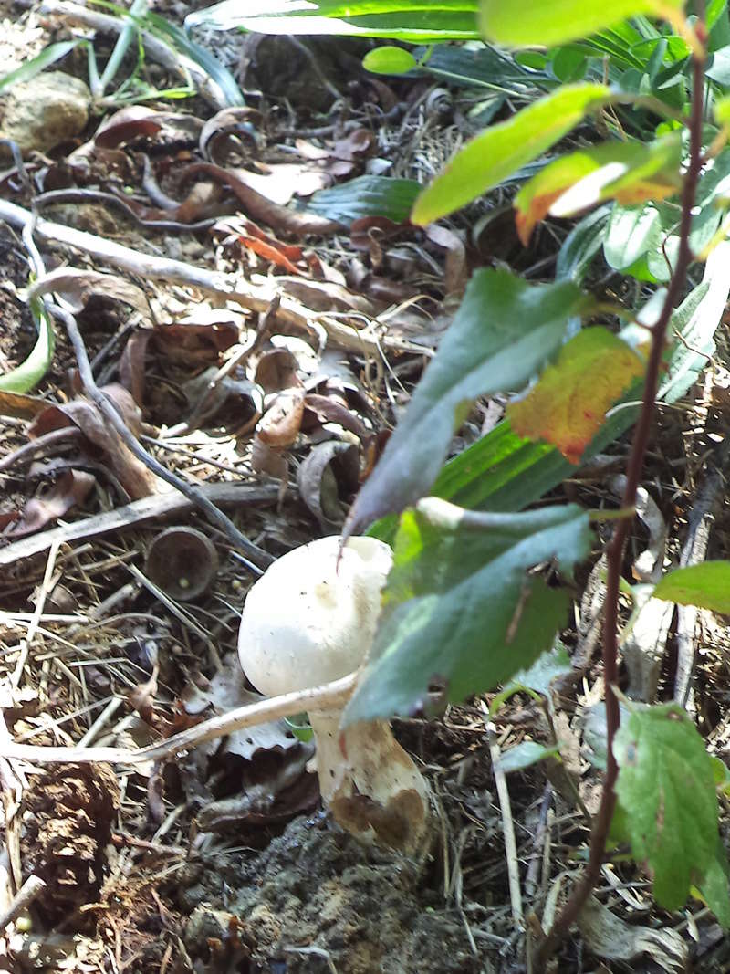 couverture(s) et champignon(s) Dsc02157