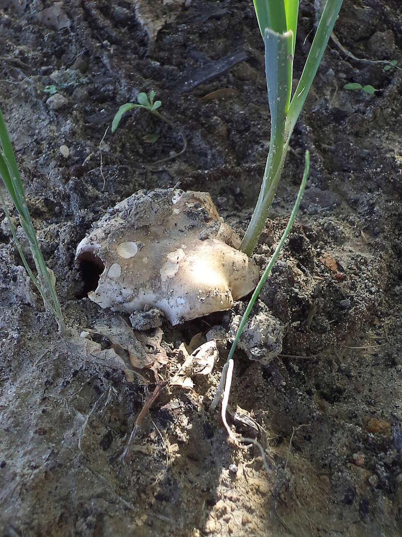 couverture(s) et champignon(s) Dsc02212