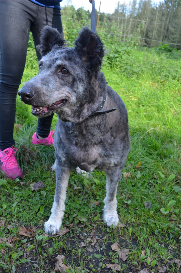 ESERA - x chien d'eau espagnol 9 ans - Animal sans Toit à Grace Hollogne (Belgique) 10324912