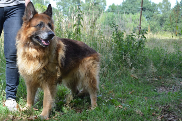 SHARKY - berger allemand 11 ans - Animal sans Toit  Grace Hollogne (Belgique 10353614