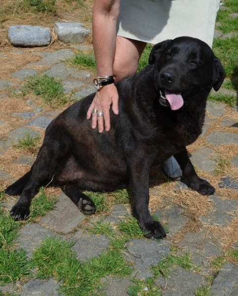 DAYA - labrador 8 ans - Animal sans Toit à Grace Hollogne (Belgique) 10355010