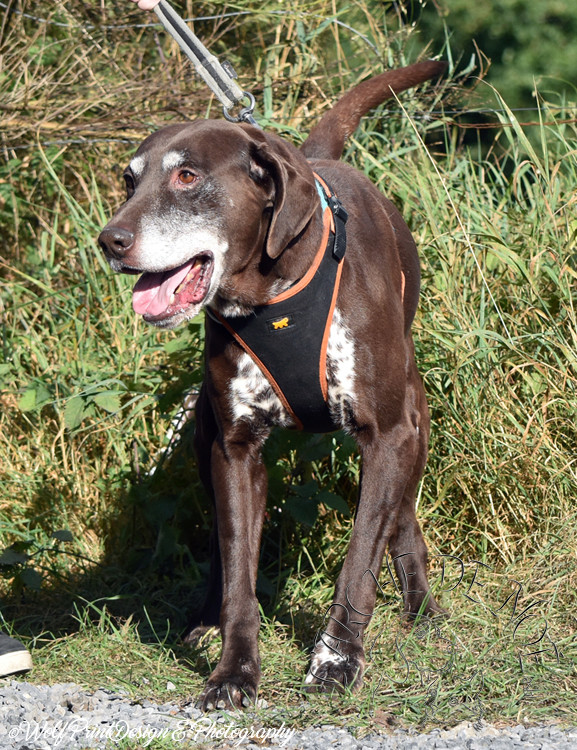 MONSEIGNEUR - x braque allemand/Dalmatien 9 ans -  Arche de Noe Asbl à Maisières (Belgique) C7aa5b10