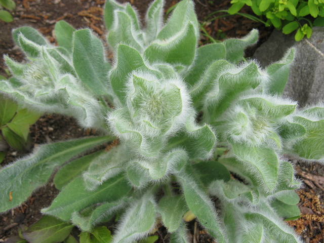 Hieracium villosum Img_2210