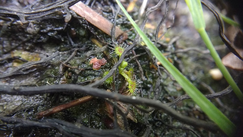 Le plaisir des Drosera sauvages (presque) dans son jardin ! Img_2013