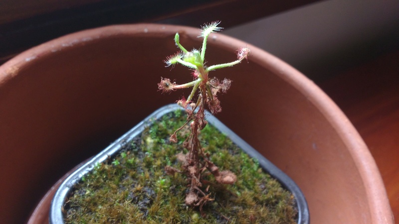 Parasites sur Drosera madagascariensis? Img_2033