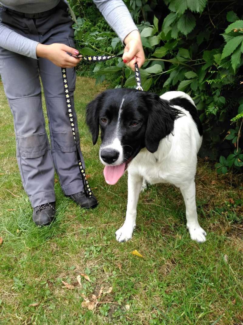 MELO (ex Neva) épagneul français de 1 an femelle noir et blanc  de Béthune (62) -  La Tribu de Sapeur (14)  Img_2049