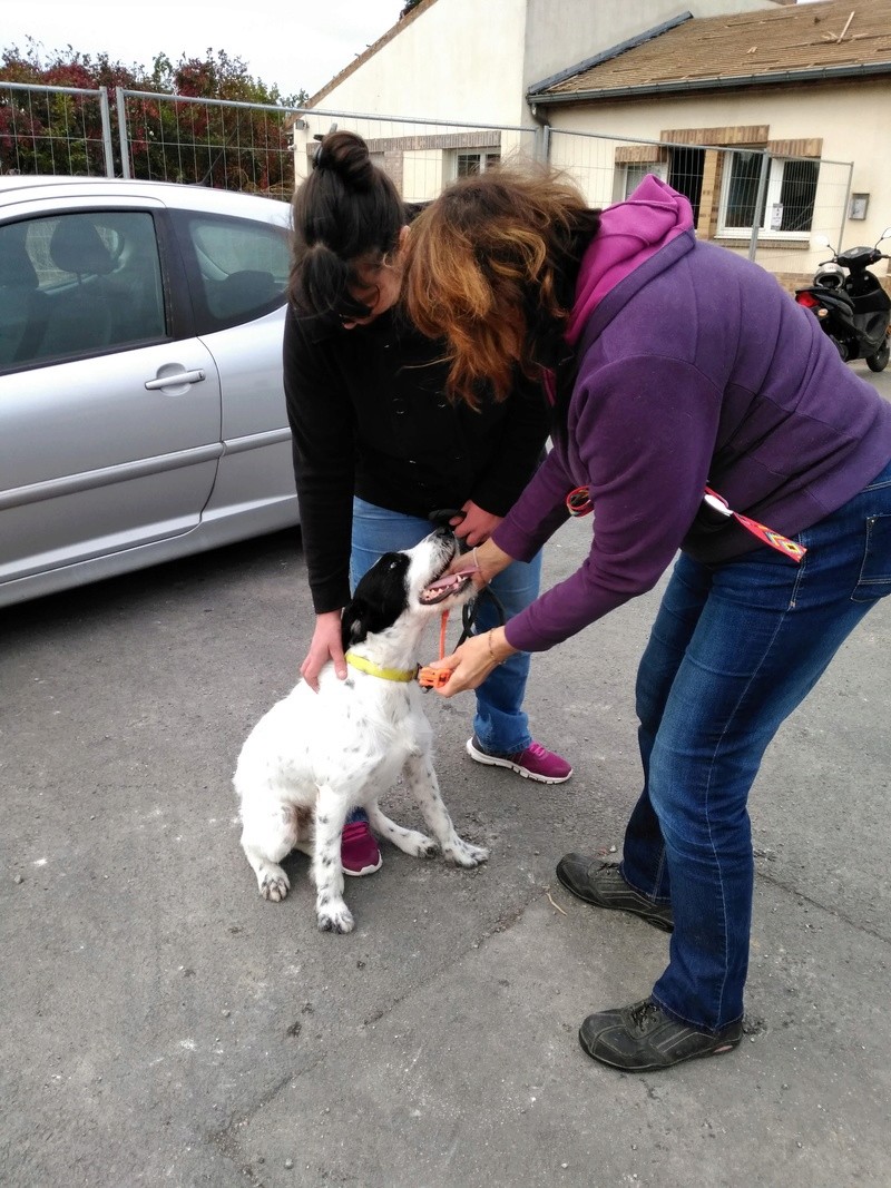 Bandit epagneul picard male 3 ans  de Béthune -  Association SOS animaux Chenil du Jolis Bois Moineville (54)  Img_2246