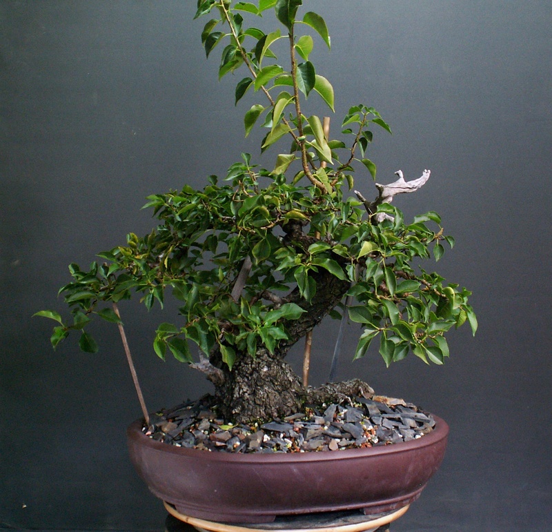 Prunus mahaleb_Zorro 02110