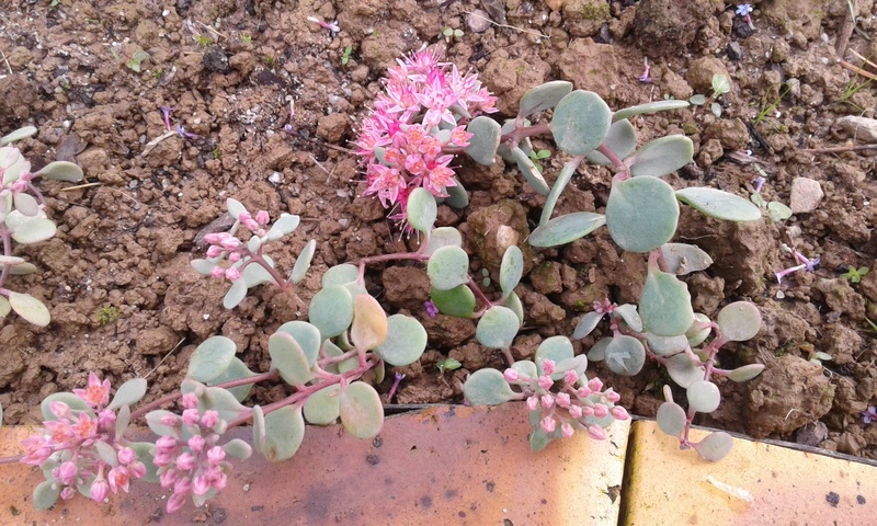 Hylotelephium cauticola et variétés horticoles  20170925