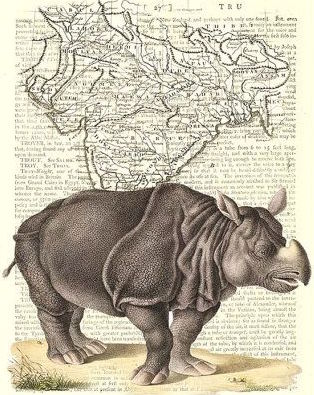 Le tour d'Europe de Mademoiselle Clara, star Rhinocéros du XVIIIe siècle Extinc10