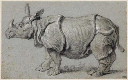 Le tour d'Europe de Mademoiselle Clara, star Rhinocéros du XVIIIe siècle Gm_26810
