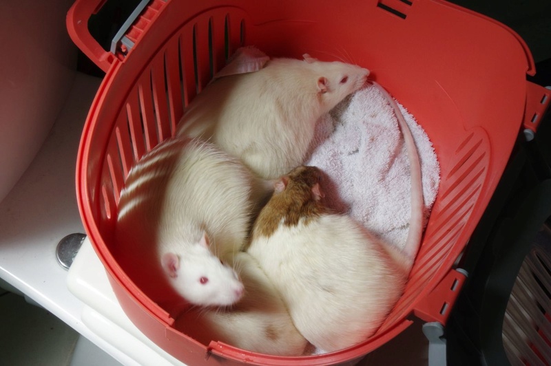 Ma joyeuse bande de petits hobbits joufflus (et poilus !) - Page 13 Rats-412
