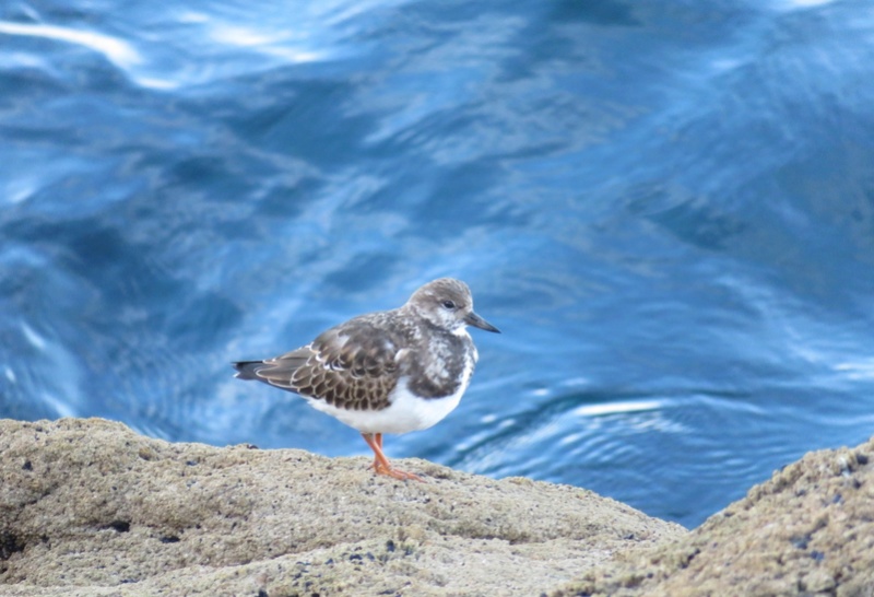 Drôles d'oiseaux Tourne11