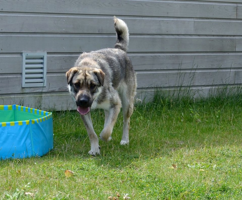 Laïka Xsharpei 1 an (59) S.P.A  de Dunkerque  13775910