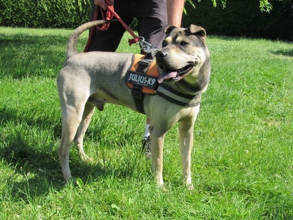 Fitch xsharpei Husky 6 ans 8 mois  (14) Refuge de Verson  Fitch-11