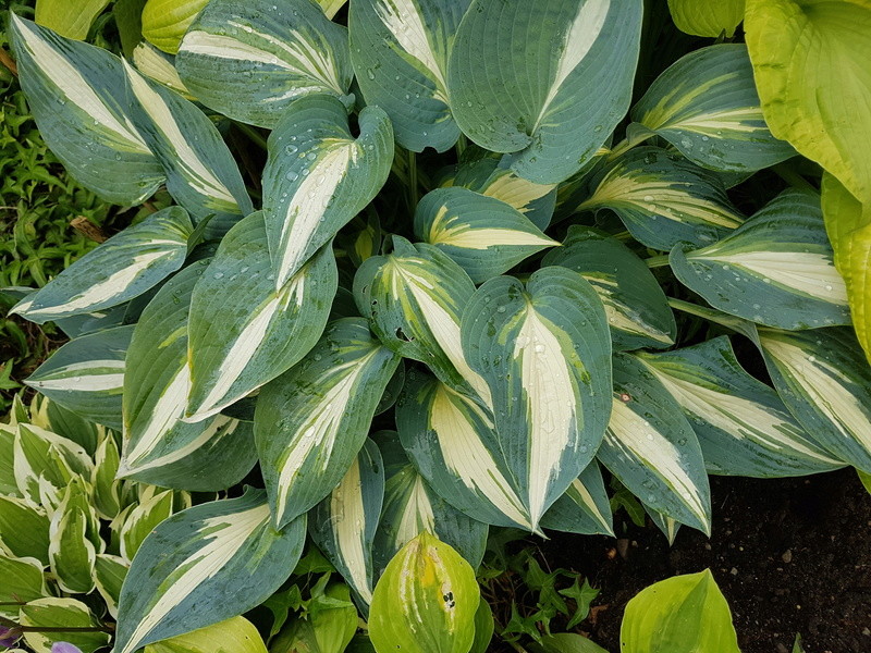Tummelplatz für Hostaholiker (Hosta - Funkie) - Seite 6 20170720