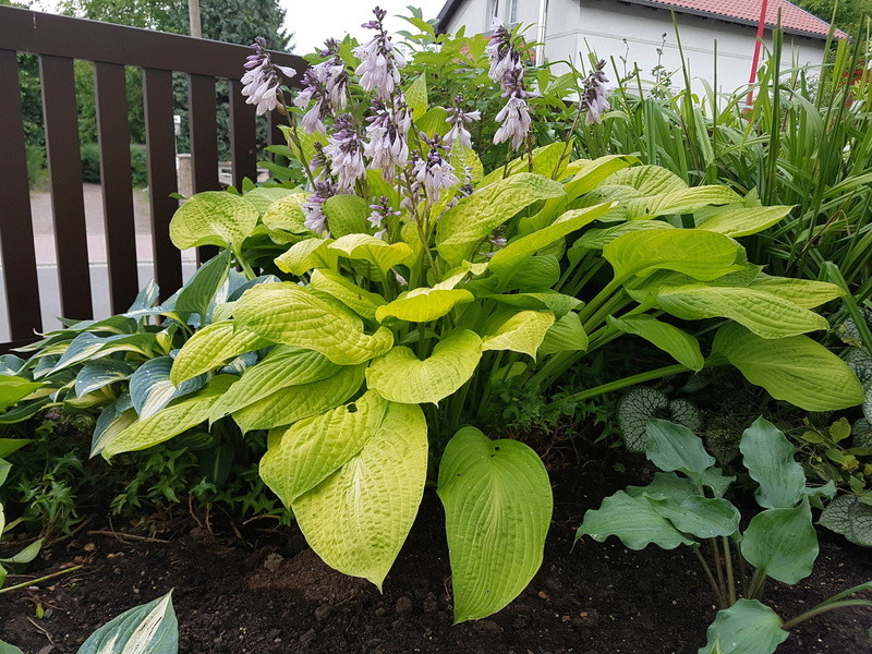 Tummelplatz für Hostaholiker (Hosta - Funkie) - Seite 6 20170721
