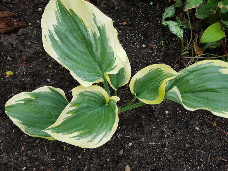 Tummelplatz für Hostaholiker (Hosta - Funkie) - Seite 6 20170723