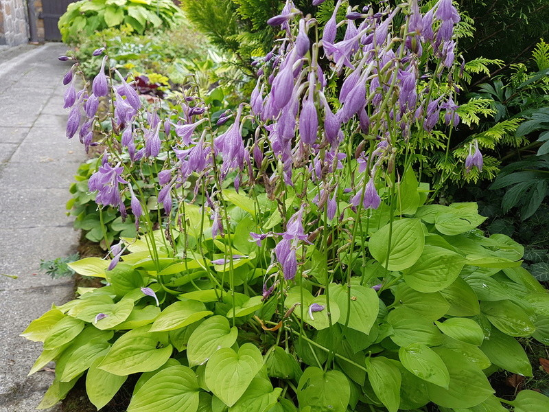 Tummelplatz für Hostaholiker (Hosta - Funkie) - Seite 6 20170726