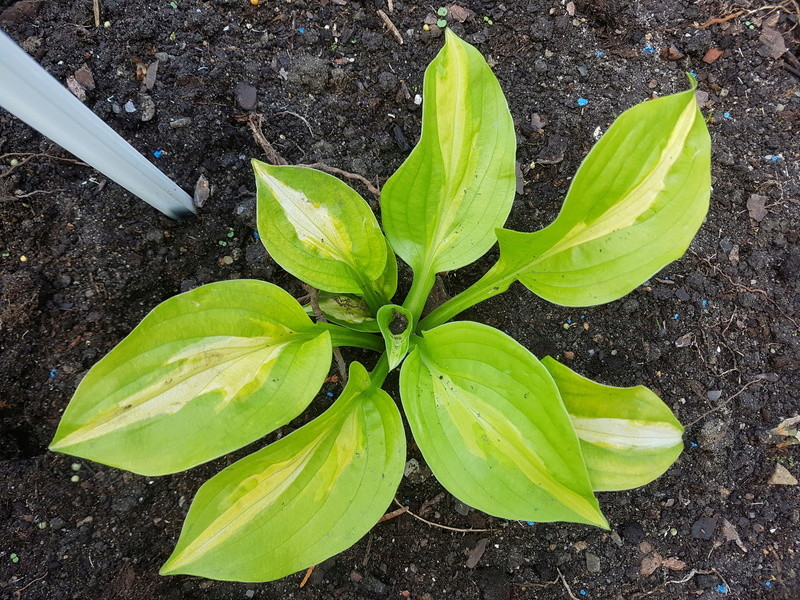 Tummelplatz für Hostaholiker (Hosta - Funkie) - Seite 7 20170810