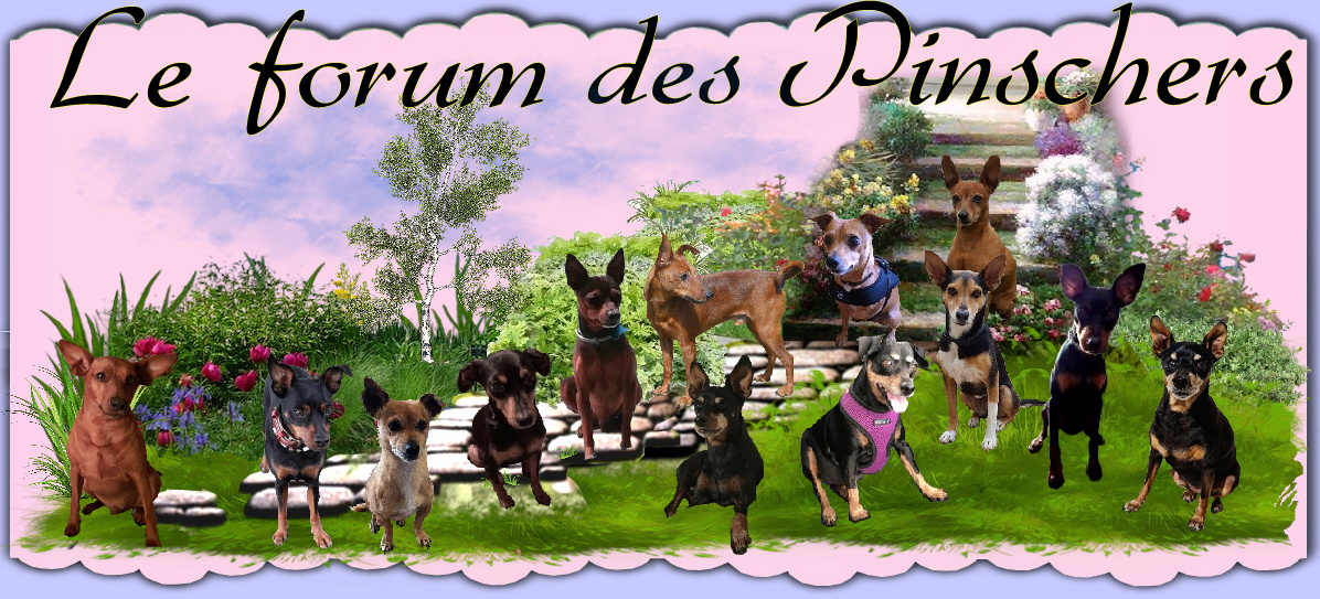 Le forum des Pinschers