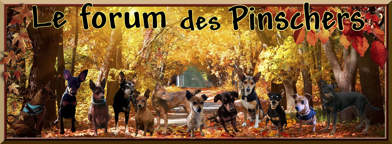 Le forum des Pinschers