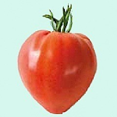 La guerre des graines Tomate12