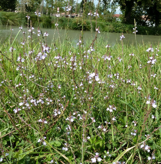 verveine - Verbena officinalis - verveine officinale Verben10