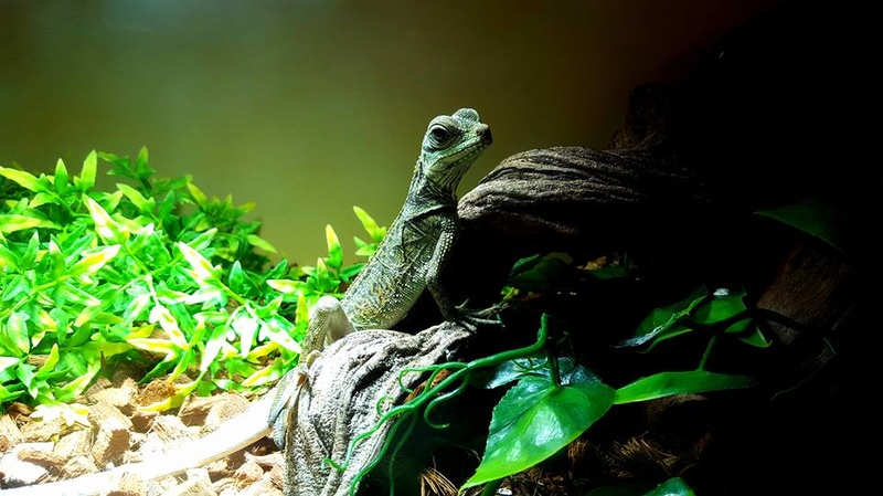 Photos de reptiles de la ferme tropicale 21462710