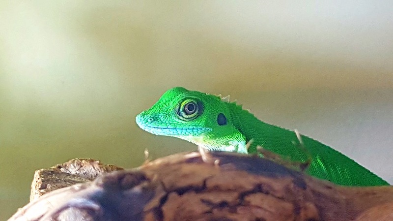 Photos de reptiles de la ferme tropicale 21557711